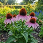 Třapatka nachová - Echinacea