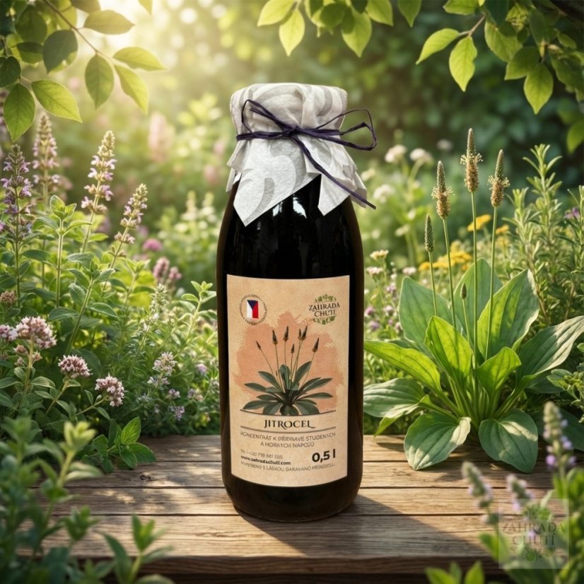 Přírodní jitrocelový sirup – Zahradachuti.com
